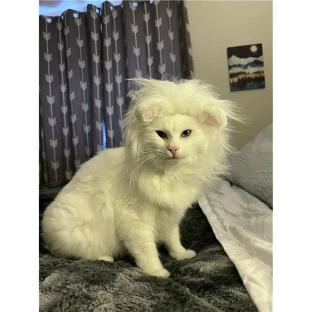 Lion Mane Wig for Cats | Funny Pet Clothing Accessories | Size M White